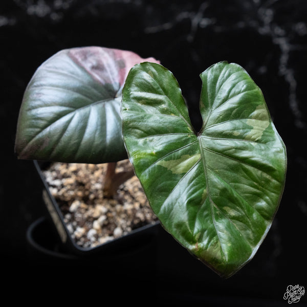 Alocasia 'Serendipity' pink variegated (wk3-A)