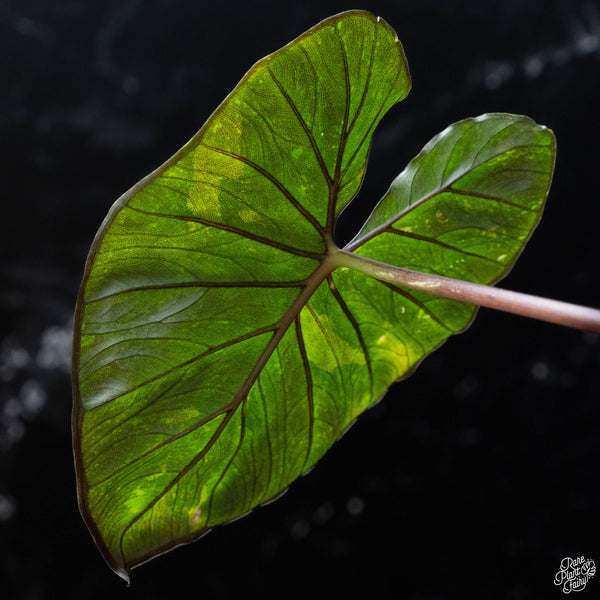 Alocasia 'Serendipity' pink variegated (wk3-A)