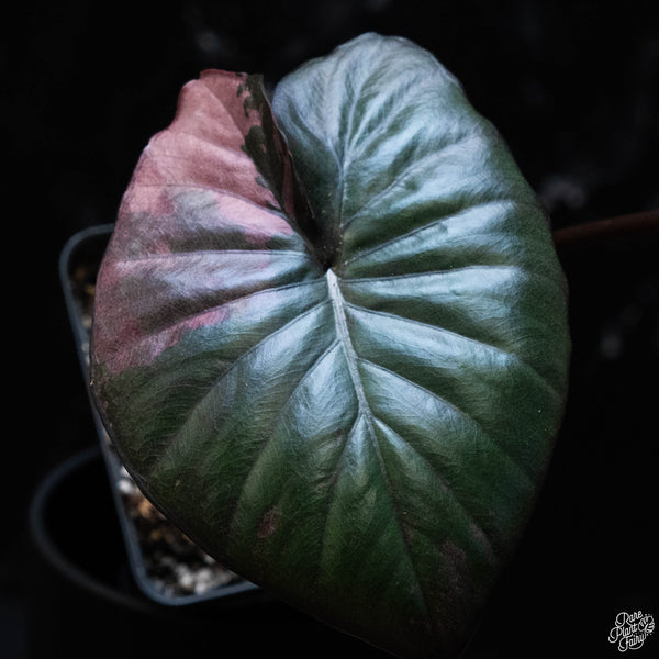 Alocasia 'Serendipity' pink variegated (wk3-A)