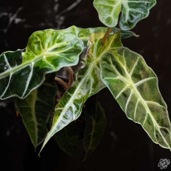 Alocasia 'Polly' aurea variegated (1A)