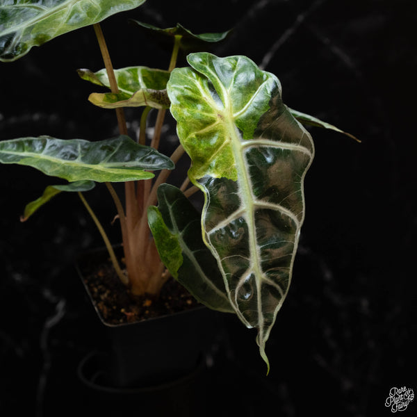 Alocasia 'Polly' aurea variegated (1A)