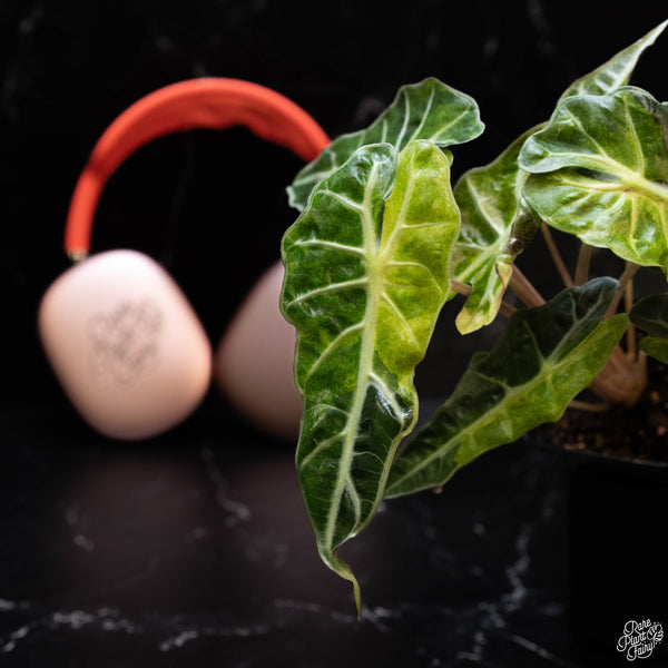 Alocasia 'Polly' aurea variegated (1A)