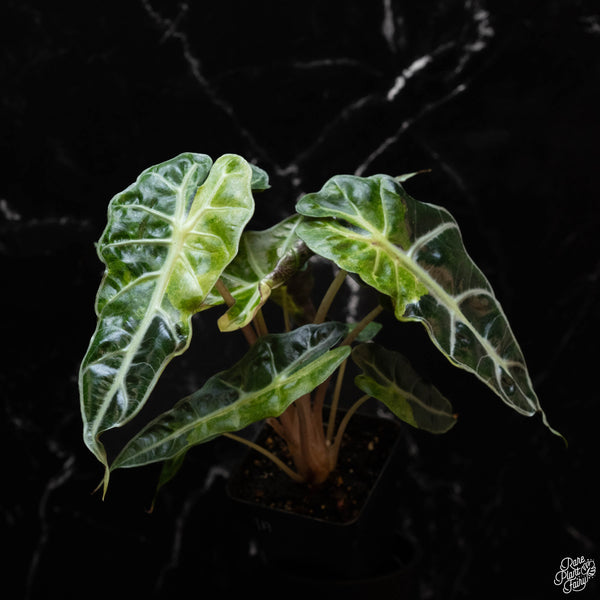 Alocasia 'Polly' aurea variegated (1A)