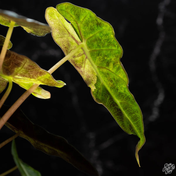 Alocasia 'Polly' aurea variegated (1A)