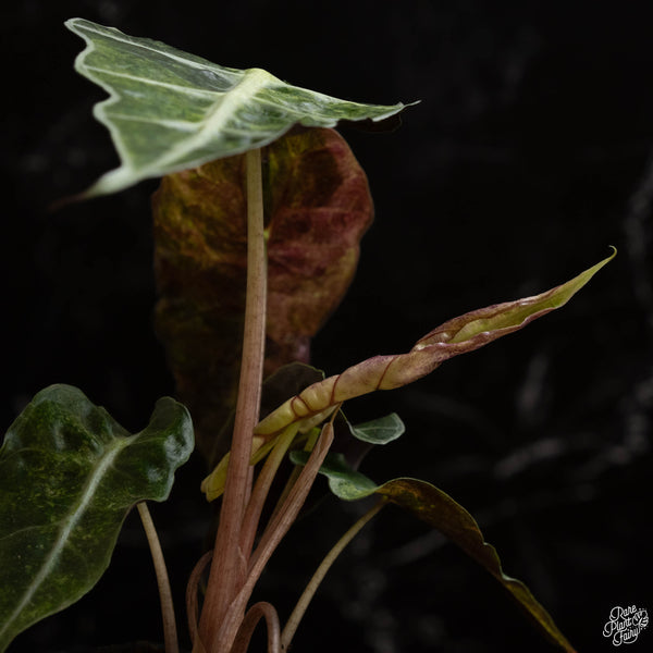 Alocasia 'Polly' aurea variegated (A48)