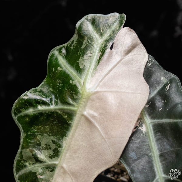 Alocasia 'Polly' pink variegated (A50)