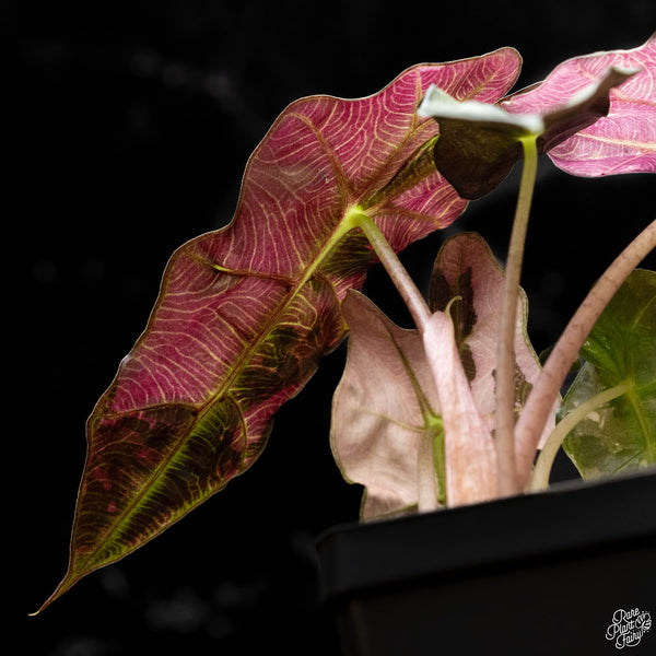 Alocasia 'Polly' pink variegated (C50)