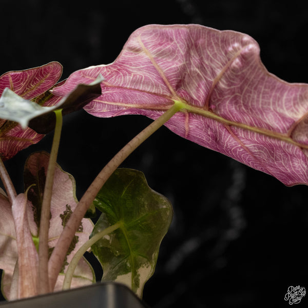 Alocasia 'Polly' pink variegated (C50)