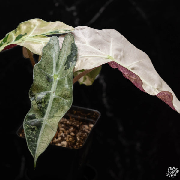 Alocasia 'Polly' pink variegated (C50)