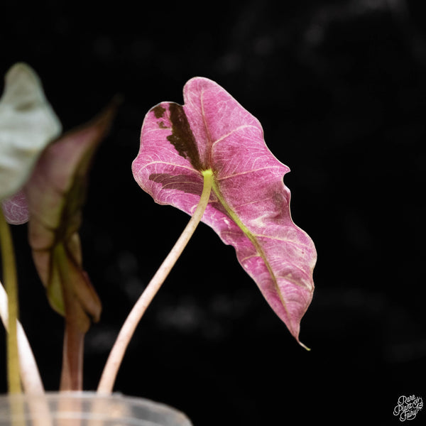 Alocasia 'Polly' Pink Variegated (1B)