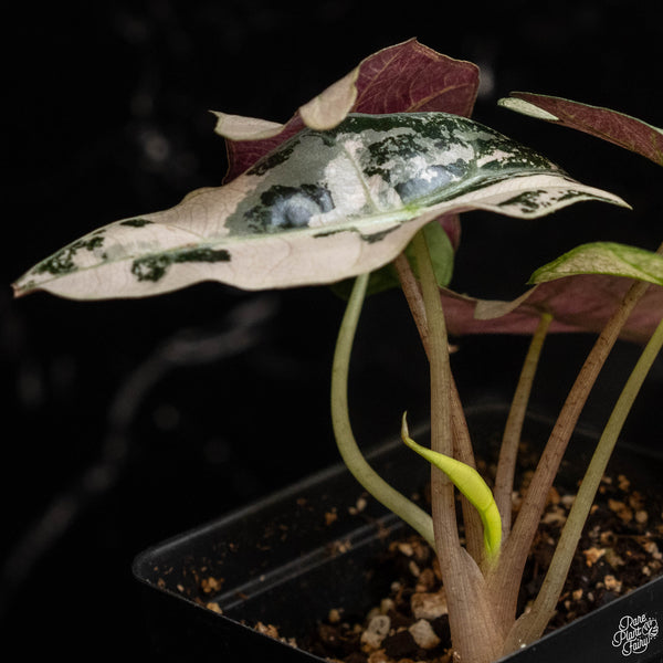 Alocasia 'Polly' pink variegated (A49)