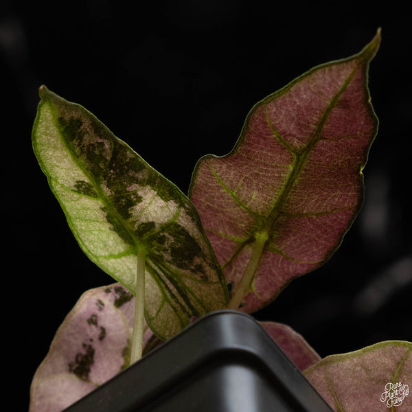 Alocasia 'Polly' pink variegated (A49)