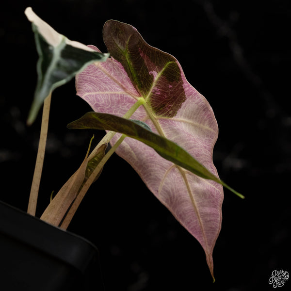 Alocasia 'Polly' pink variegated (B49)