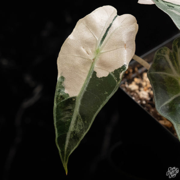 Alocasia 'Polly' pink variegated (B49)