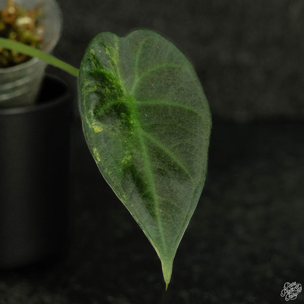 Alocasia 'Regal Shields' aurea variegated (wk4-A)