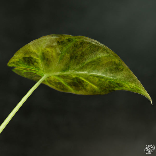 Alocasia 'Regal Shields' aurea variegated (wk4-A)