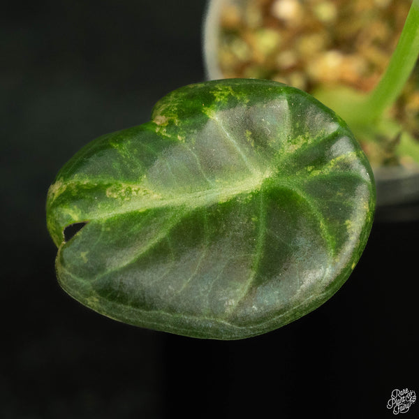 Alocasia 'Regal Shields' aurea variegated (wk4-A)