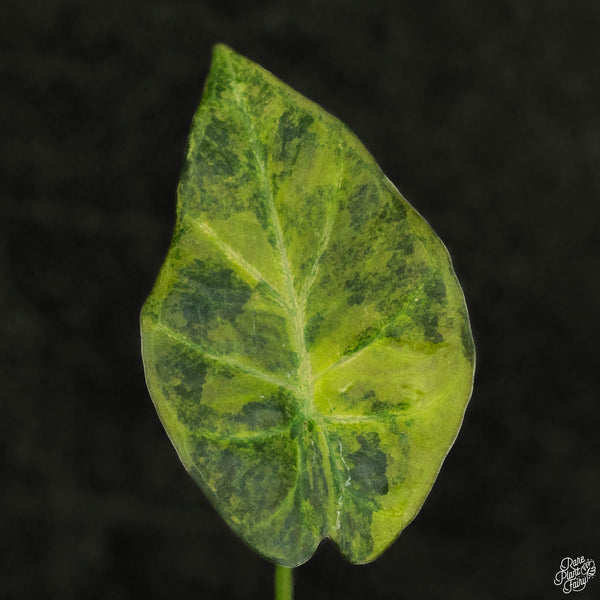 Alocasia 'Regal Shields' aurea variegated (wk4-A)