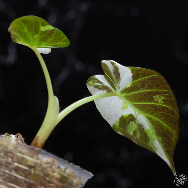 Alocasia 'Regal Shields' albo variegated (wk3-A)