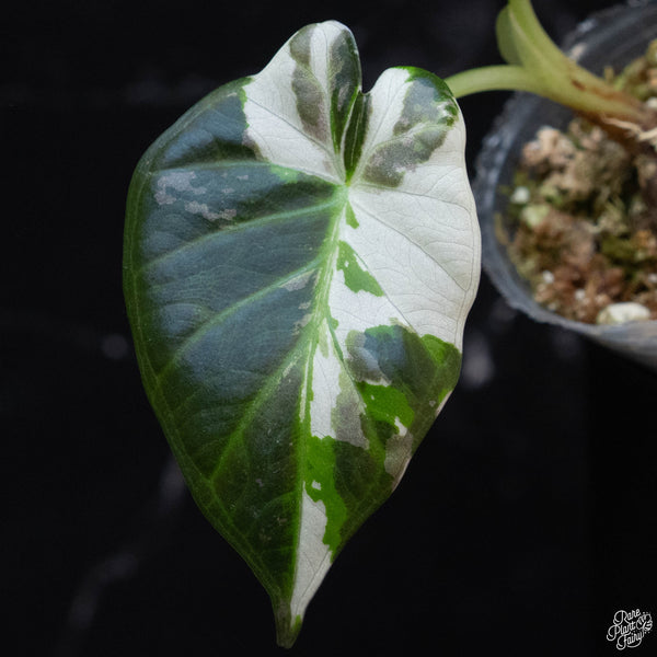 Alocasia 'Regal Shields' albo variegated (wk3-A)