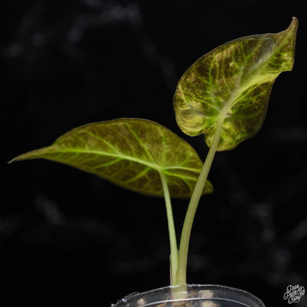 Alocasia 'Regal Shields' aurea variegated (A51)