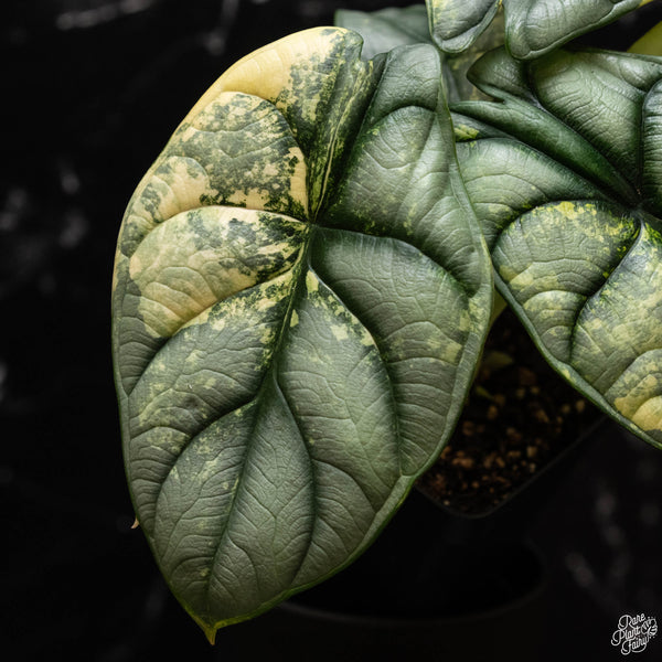 Alocasia 'Silver Dragon' variegated (B50)