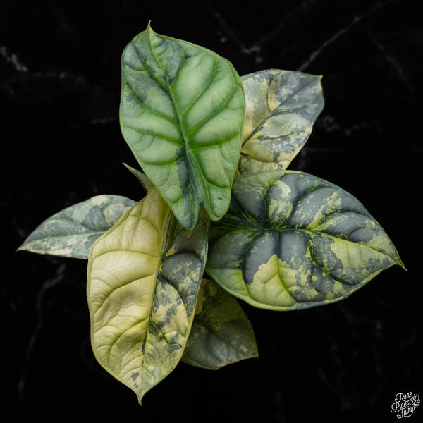 Alocasia 'Silver Dragon' variegated (A51)