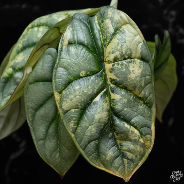 Alocasia 'Silver Dragon' variegated (A52) *Corming Size*