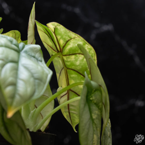 Alocasia 'Silver Dragon' variegated (A52) *Corming Size*