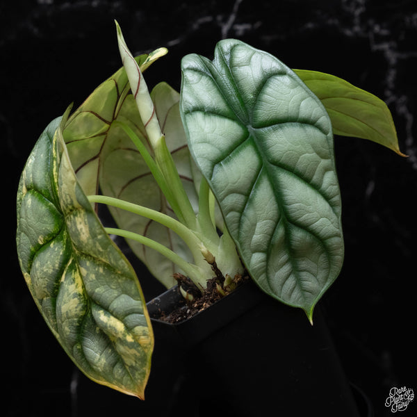 Alocasia 'Silver Dragon' variegated (A52) *Corming Size*