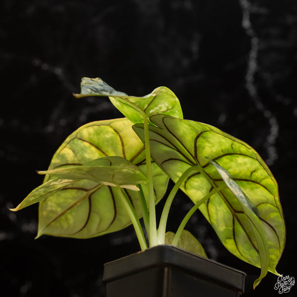 Alocasia 'Silver Dragon' variegated (A49)