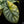 Load image into Gallery viewer, Alocasia &#39;Silver Dragon&#39; variegated (A49)
