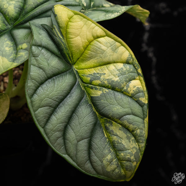 Alocasia 'Silver Dragon' variegated (A49)