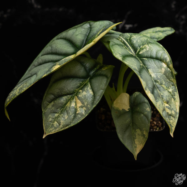 Alocasia 'Silver Dragon' variegated (A49)