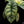 Load image into Gallery viewer, Alocasia &#39;Silver Dragon&#39; variegated (A49)
