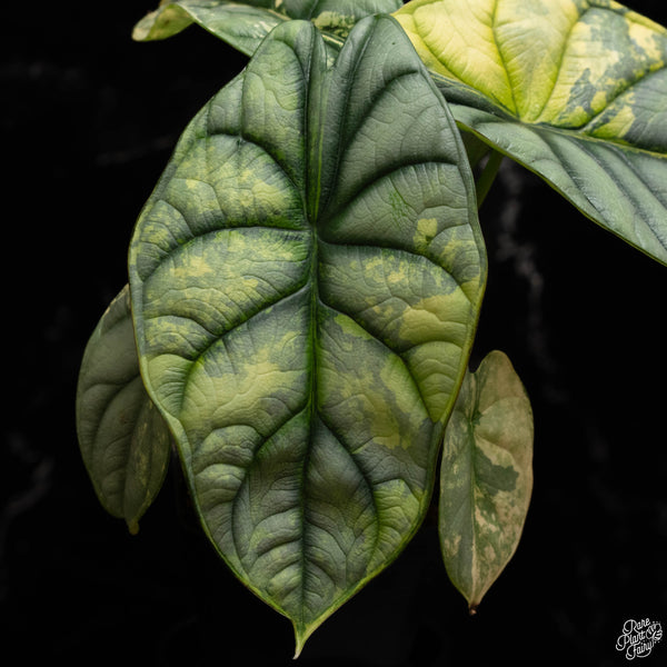 Alocasia 'Silver Dragon' variegated (A49)