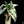 Load image into Gallery viewer, Alocasia &#39;Simpo&#39; albo variegated (A50)
