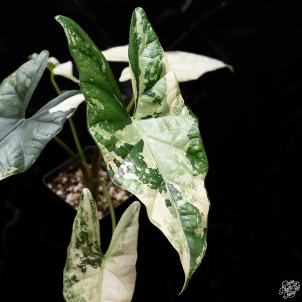 Alocasia 'Simpo' albo variegated (A50)