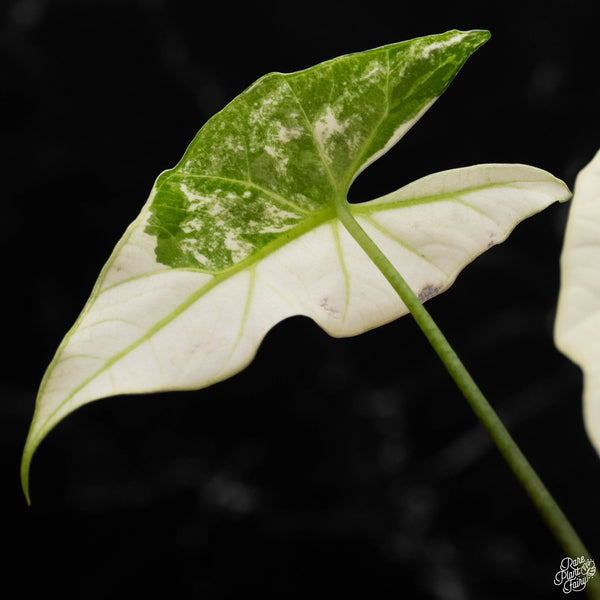 Alocasia 'Simpo' albo variegated (A50)