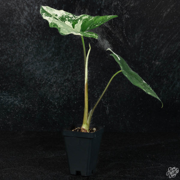 Alocasia 'Simpo' albo variegated (wk3-A) *corming size*