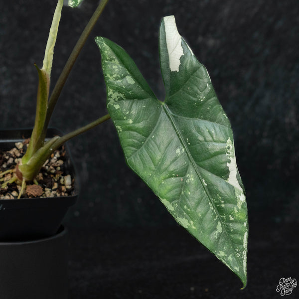 Alocasia 'Simpo' albo variegated (wk3-A) *corming size*