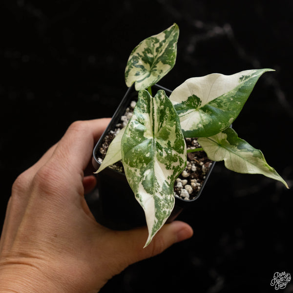 Alocasia 'Simpo' albo variegated (A49)