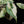 Load image into Gallery viewer, Alocasia &#39;Simpo&#39; albo variegated (A49)
