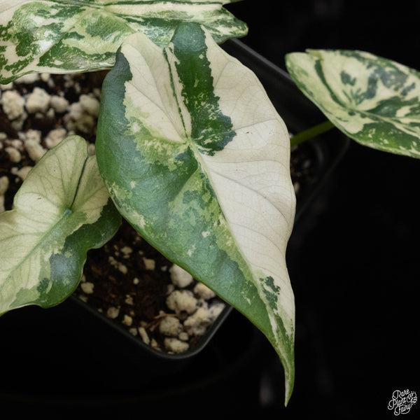 Alocasia 'Simpo' albo variegated (A49)