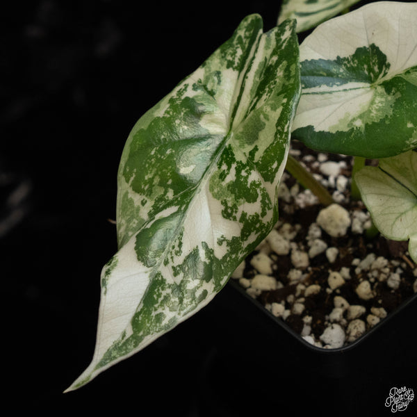 Alocasia 'Simpo' albo variegated (A49)