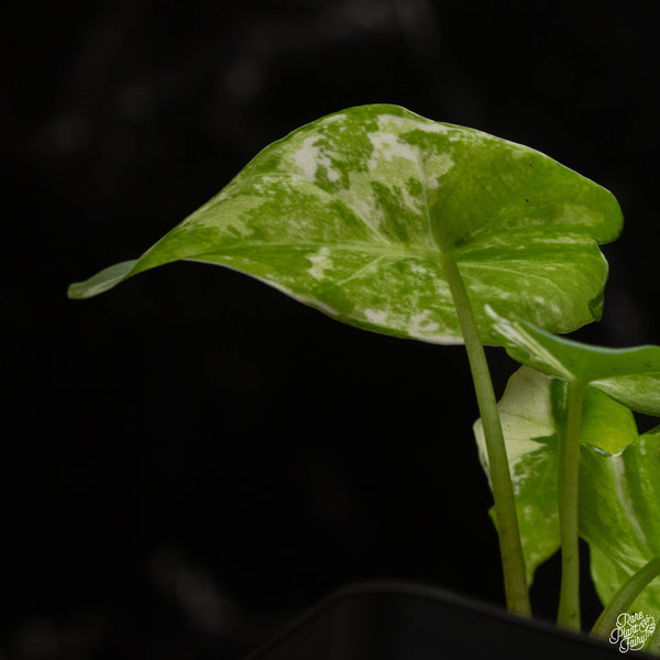 Alocasia 'Simpo' albo variegated (B49)