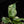 Load image into Gallery viewer, Alocasia &#39;Simpo&#39; albo variegated (B49)
