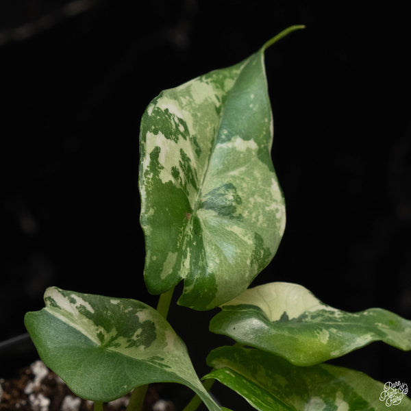 Alocasia 'Simpo' albo variegated (B49)