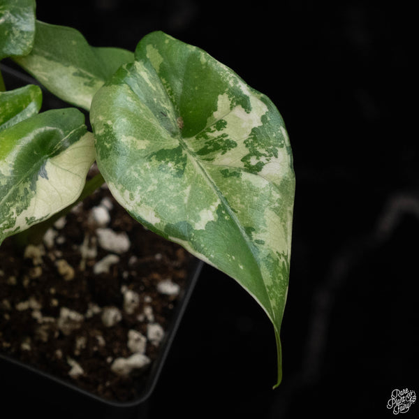 Alocasia 'Simpo' albo variegated (B49)