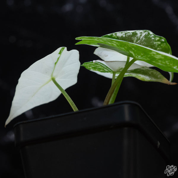 Alocasia 'Simpo' albo variegated (wk3-B)